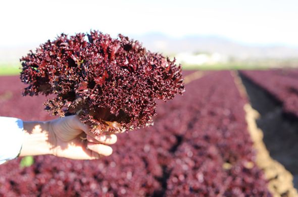 apolo-rojo-arin-fruits-1