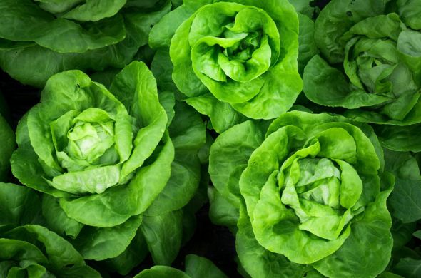 lechuga-trocadero lechuga-trocadero