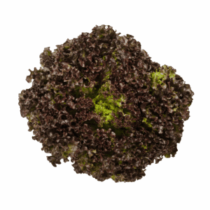Apolo-Rojo-arinfruits